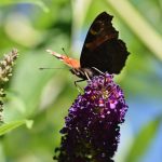 peacock eye, butterfly, flower-7753051.jpg
